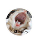 黒猫あずきとトラ猫ちび太（個別スタンプ：6）