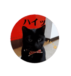黒猫あずきとトラ猫ちび太（個別スタンプ：7）