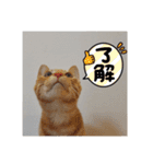 黒猫あずきとトラ猫ちび太（個別スタンプ：9）