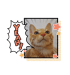 黒猫あずきとトラ猫ちび太（個別スタンプ：11）