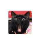 黒猫あずきとトラ猫ちび太（個別スタンプ：12）