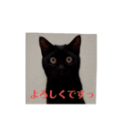 黒猫あずきとトラ猫ちび太（個別スタンプ：13）