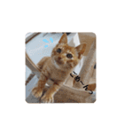 黒猫あずきとトラ猫ちび太（個別スタンプ：16）