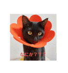 黒猫あずきとトラ猫ちび太（個別スタンプ：18）
