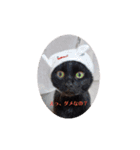 黒猫あずきとトラ猫ちび太（個別スタンプ：19）