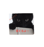 黒猫あずきとトラ猫ちび太（個別スタンプ：20）