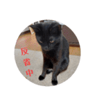 黒猫あずきとトラ猫ちび太（個別スタンプ：22）