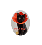 黒猫あずきとトラ猫ちび太（個別スタンプ：23）