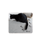 黒猫あずきとトラ猫ちび太（個別スタンプ：24）