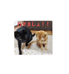 黒猫あずきとトラ猫ちび太（個別スタンプ：25）