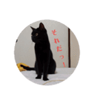 黒猫あずきとトラ猫ちび太（個別スタンプ：28）
