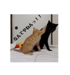 黒猫あずきとトラ猫ちび太（個別スタンプ：29）