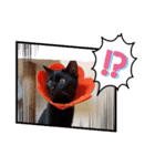 黒猫あずきとトラ猫ちび太（個別スタンプ：30）