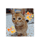 黒猫あずきとトラ猫ちび太（個別スタンプ：36）