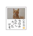 黒猫あずきとトラ猫ちび太（個別スタンプ：37）