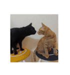 黒猫あずきとトラ猫ちび太（個別スタンプ：39）