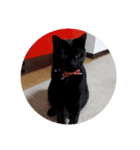 黒猫あずきとトラ猫ちび太（個別スタンプ：40）