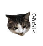 怒ってる猫写真スタンプ①（個別スタンプ：25）