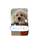 かわいいDOG♥（個別スタンプ：12）