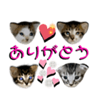 ねねこ♡⑭日常挨拶★実写猫〜かんたくん編（個別スタンプ：1）