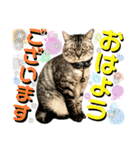 ねねこ♡⑭日常挨拶★実写猫〜かんたくん編（個別スタンプ：2）