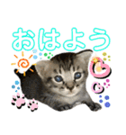 ねねこ♡⑭日常挨拶★実写猫〜かんたくん編（個別スタンプ：3）