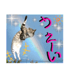 ねねこ♡⑭日常挨拶★実写猫〜かんたくん編（個別スタンプ：4）