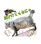 ねねこ♡⑭日常挨拶★実写猫〜かんたくん編（個別スタンプ：6）