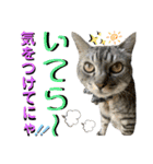 ねねこ♡⑭日常挨拶★実写猫〜かんたくん編（個別スタンプ：7）