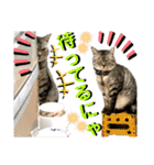 ねねこ♡⑭日常挨拶★実写猫〜かんたくん編（個別スタンプ：8）