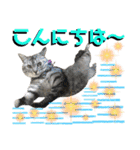 ねねこ♡⑭日常挨拶★実写猫〜かんたくん編（個別スタンプ：9）