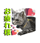 ねねこ♡⑭日常挨拶★実写猫〜かんたくん編（個別スタンプ：11）