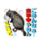 ねねこ♡⑭日常挨拶★実写猫〜かんたくん編（個別スタンプ：13）