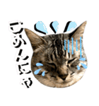 ねねこ♡⑭日常挨拶★実写猫〜かんたくん編（個別スタンプ：14）