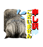ねねこ♡⑭日常挨拶★実写猫〜かんたくん編（個別スタンプ：15）