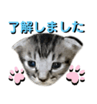 ねねこ♡⑭日常挨拶★実写猫〜かんたくん編（個別スタンプ：17）
