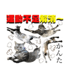 ねねこ♡⑭日常挨拶★実写猫〜かんたくん編（個別スタンプ：18）