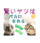ねねこ♡⑭日常挨拶★実写猫〜かんたくん編（個別スタンプ：20）