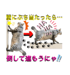 ねねこ♡⑭日常挨拶★実写猫〜かんたくん編（個別スタンプ：21）