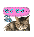ねねこ♡⑭日常挨拶★実写猫〜かんたくん編（個別スタンプ：22）