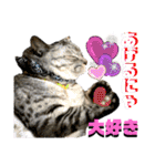 ねねこ♡⑭日常挨拶★実写猫〜かんたくん編（個別スタンプ：24）