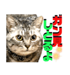 ねねこ♡⑭日常挨拶★実写猫〜かんたくん編（個別スタンプ：25）