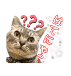 ねねこ♡⑭日常挨拶★実写猫〜かんたくん編（個別スタンプ：26）