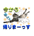 ねねこ♡⑭日常挨拶★実写猫〜かんたくん編（個別スタンプ：27）