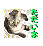 ねねこ♡⑭日常挨拶★実写猫〜かんたくん編（個別スタンプ：28）