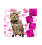 ねねこ♡⑭日常挨拶★実写猫〜かんたくん編（個別スタンプ：29）