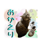 ねねこ♡⑭日常挨拶★実写猫〜かんたくん編（個別スタンプ：30）