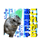 ねねこ♡⑭日常挨拶★実写猫〜かんたくん編（個別スタンプ：32）