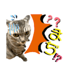 ねねこ♡⑭日常挨拶★実写猫〜かんたくん編（個別スタンプ：33）