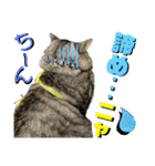 ねねこ♡⑭日常挨拶★実写猫〜かんたくん編（個別スタンプ：34）